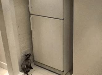 Hungry Cat GIF - Find & Share on GIPHY