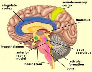 THE BRAIN FROM TOP TO BOTTOM