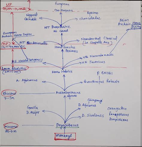 I. 1.4 Human Evolution and emergence of Man – Self Study for Anthropology