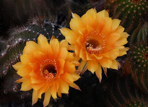 Orange Cactus Flowers Photograph by Saija Lehtonen