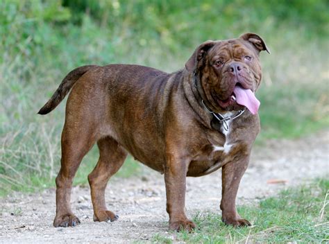 Old English Bulldogge Puppies For Sale | Available Phoenix & Tucson AZ