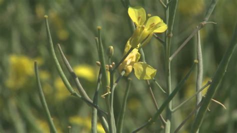 Viterra building world-class canola-crushing plant in Regina | Globalnews.ca