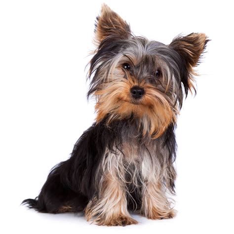 Yorkshire Terrier Dog Breed » Information, Pictures, & More