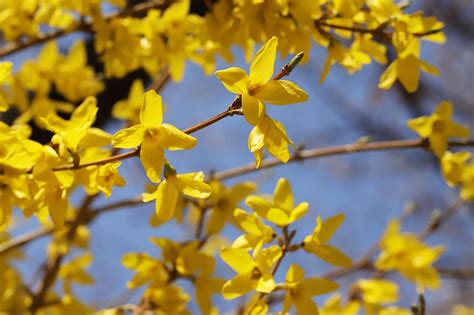 Flowers Spring Forsythia - Free photo on Pixabay - Pixabay