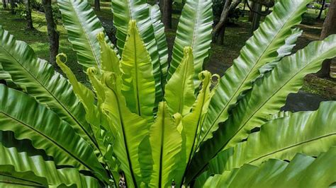 How to Grow and Care for Bird's Nest Fern (Asplenium Nidus)