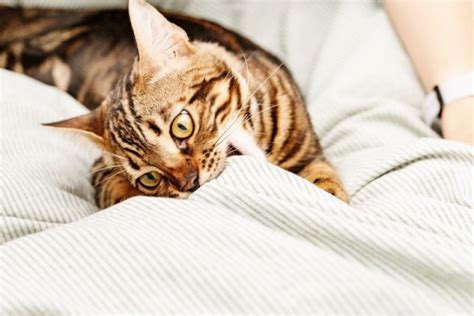 Pica In Cats: Causes, Symptoms, & Treatment - Cats.com