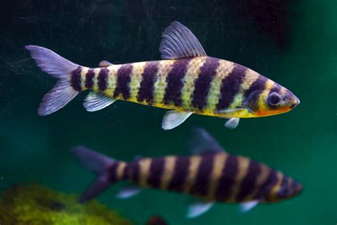 Black-Banded Leporinus Leporinus fasciatus Fishfor sale AzGardens.com