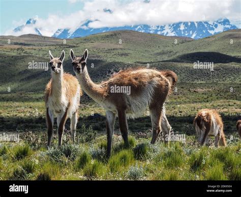 Guanacos hi-res stock photography and images - Alamy