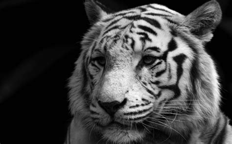 17+ Black and White Animals in The World | Names & Pictures