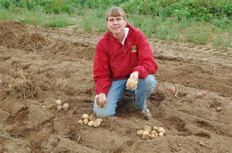 Wild potatoes bring increased calcium for better tubers