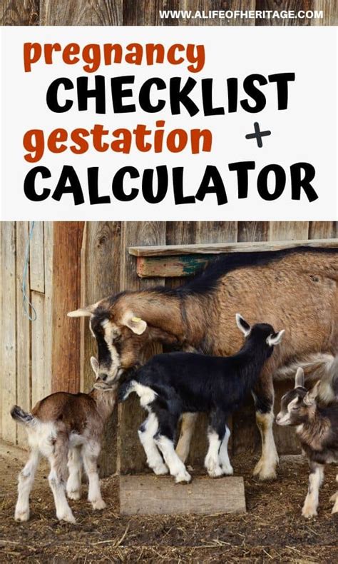 31+ boer goat gestation calculator - WilliamAryen