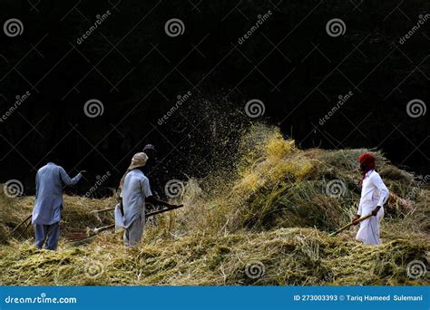 Farmers are Separating Chaff from Rice Crop Editorial Stock Photo ...