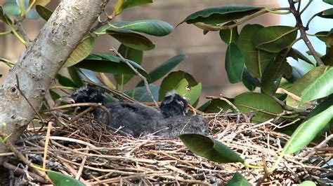 Currawong feeding chicks - YouTube