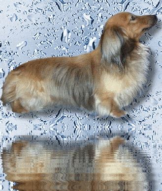 Dachshund Graphics and Animated Gifs. Dachshund | Dachshund puppies for sale, Dachshund, Puppies