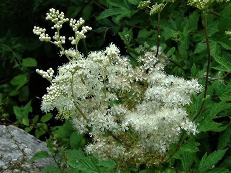 Meadowsweet, Meadsweet, Mead Wort, Filipendula ulmaria