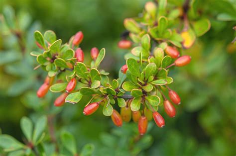 How to Grow and Care for Japanese Barberry