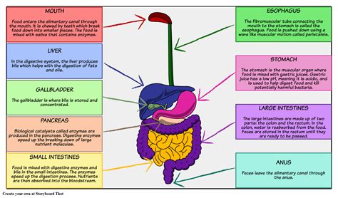 Digestive System Digestive System Organs, Digestive System For Kids ...