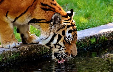 Tiger Drinking Water Wallpapers - Top Free Tiger Drinking Water ...