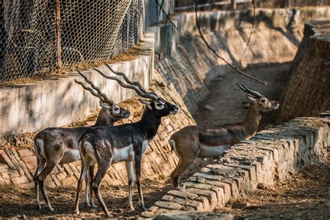 animal places near me open - Lurlene Taft