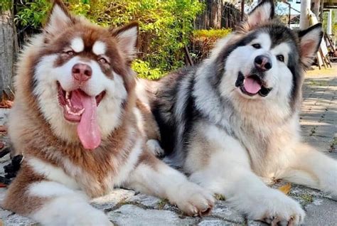 Giant Alaskan Malamute: Your Guide to Owning a Giant Mal Dog - K9 Web