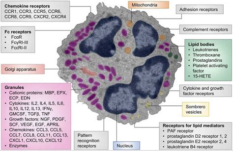 What Are Eosinophils Definition Low High Reference