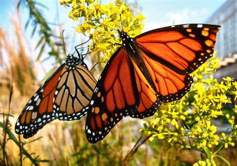 the garden: Monarch Butterflies