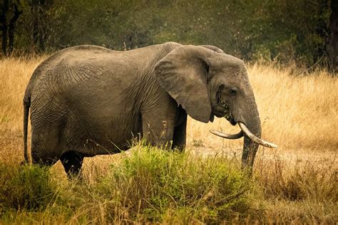 Serengeti National Park Safari Tours and Holidays