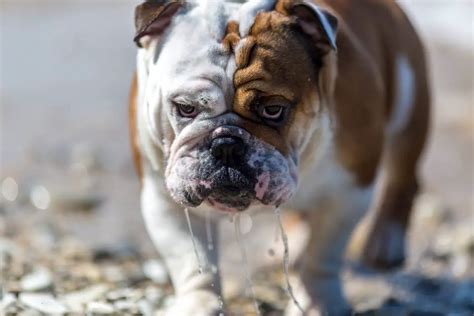 23 Best Dog Breeds That Do Not Drool | | EtcPets