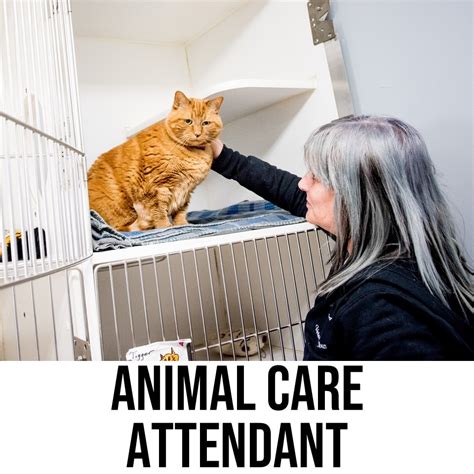 Animal Care Attendant - Boght Veterinary Clinic