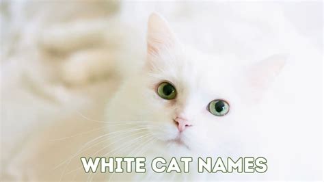 200+ White Cat Names for Your Fair Fur Baby