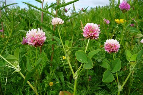 ALSIKE CLOVER SEEDS – Farmers Daughters Seeds