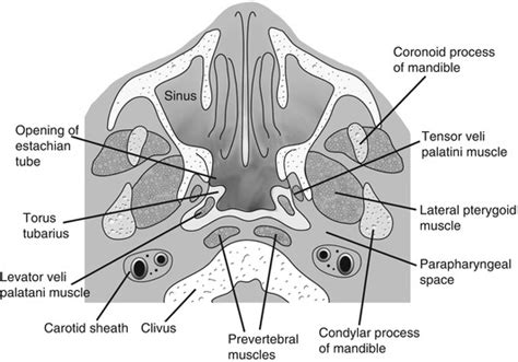 Nasopharynx Rhinopharynx