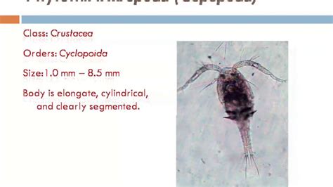 Zooplankton types & their images and identification. - YouTube