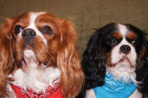 Cavalier King Charles Spaniel Health Problems & Issues | Canna-Pet®