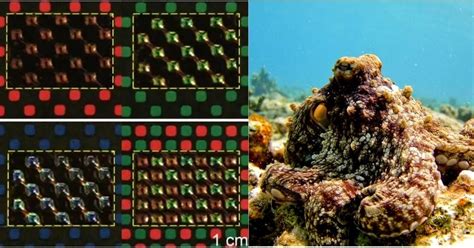 Octopus-Inspired Camouflage Tech Built By Scientists For Hiding In ...