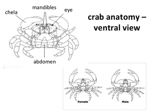 Anatomy Of Crustaceans - Anatomy Book