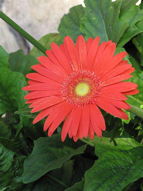 Jaguar Deep Orange Gerbera Daisy (Gerbera 'Jaguar Deep Orange') in ...