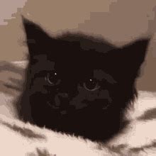 Cat GIFs | Tenor