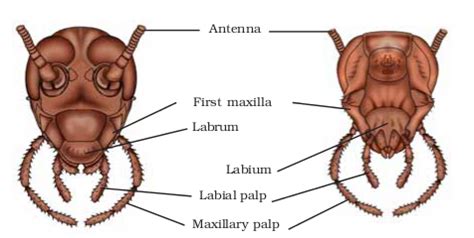 Mouth Parts Of Cockroach Diagram