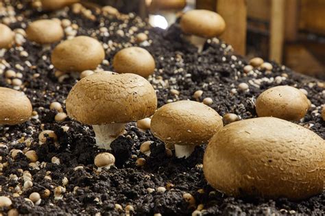 How Mushrooms Grow | Mushrooms 101