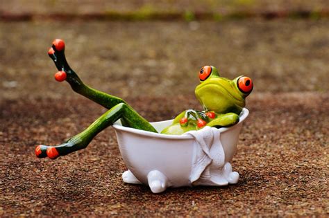 Frog Bath Swim · Free photo on Pixabay