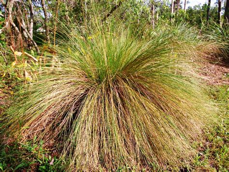 Sand Cordgrass