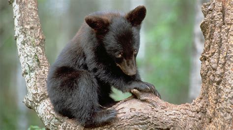 When Is a Black Bear Actually a Blue Bear? - Cool Green Science