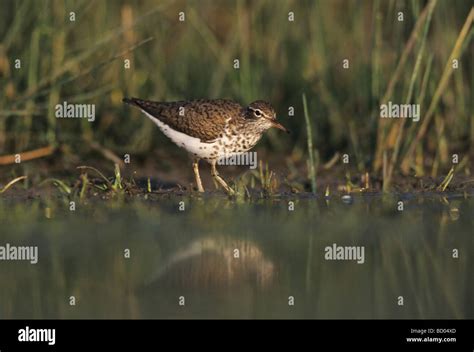 Spotted Sandpiper Actitis macularia adult breeding plumage Lake Corpus ...