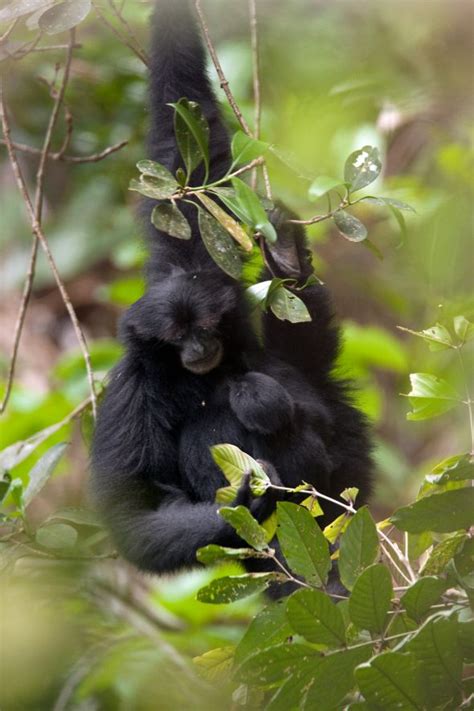 Siamang-gibbon-female-with-baby-(6) – Chris Hill Wildlife Photography