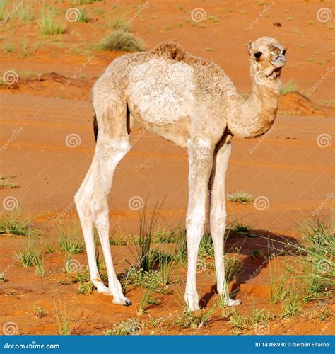 Baby dromedary camel stock photo. Image of infant, looking - 14368930