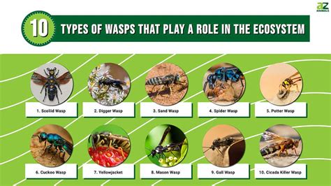 A Look at 10 Types of Wasps and Their Roles in the Ecosystem - A-Z Animals