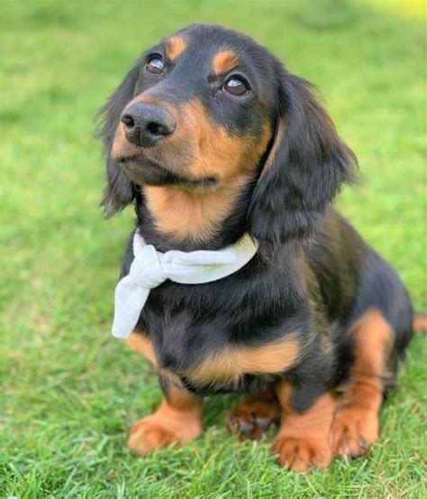 Long-Haired Miniature Dachshund: The Ultimate Purebred Icon