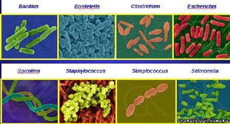 oupenatam: Autotrophic bacteria (also known as autotrophs)