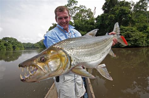 GOLIATH TIGERFISH (Hydrocynus goliath) | Tiger fish, Unusual animals, Dangerous fish